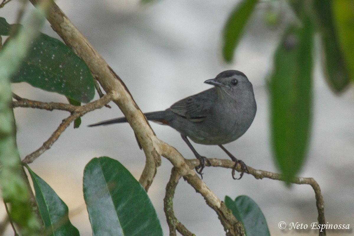 Gray Catbird - ML139177851