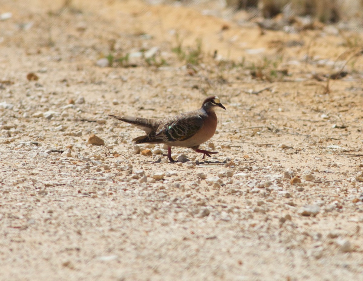 Common Bronzewing - ML139179301