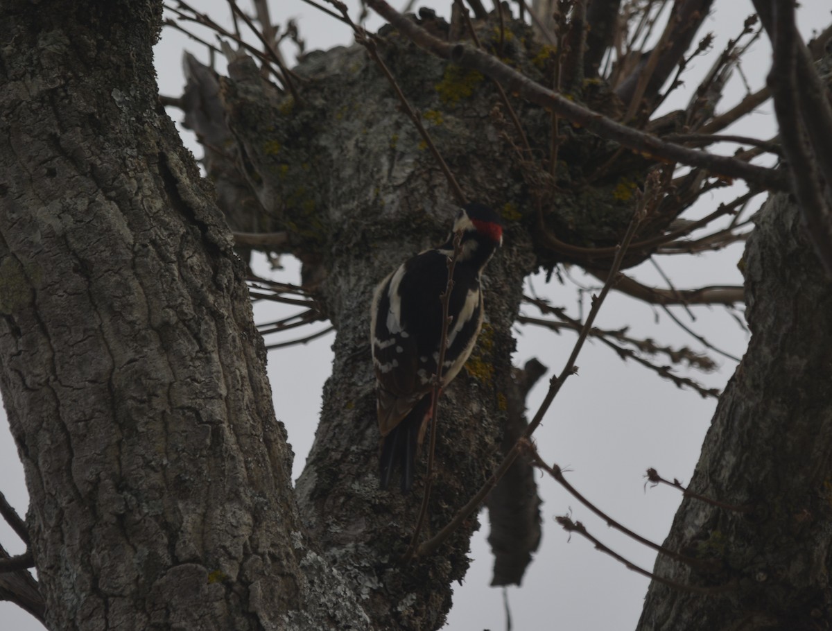 Great Spotted Woodpecker (Atlas) - Karim Haddad