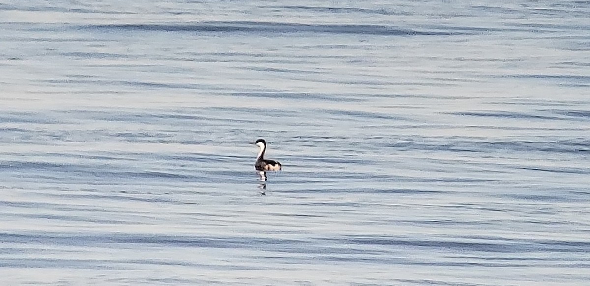 Western Grebe - Dixie Sommers