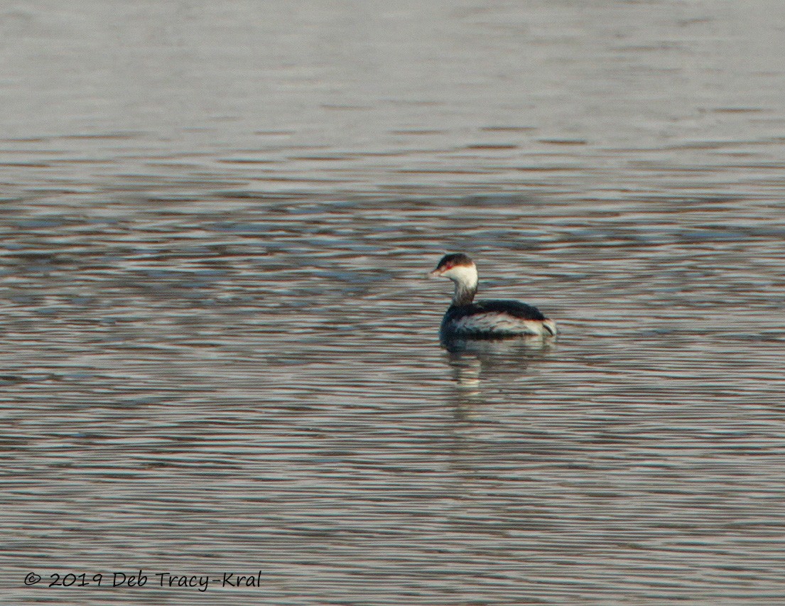 Horned Grebe - Deborah Kral