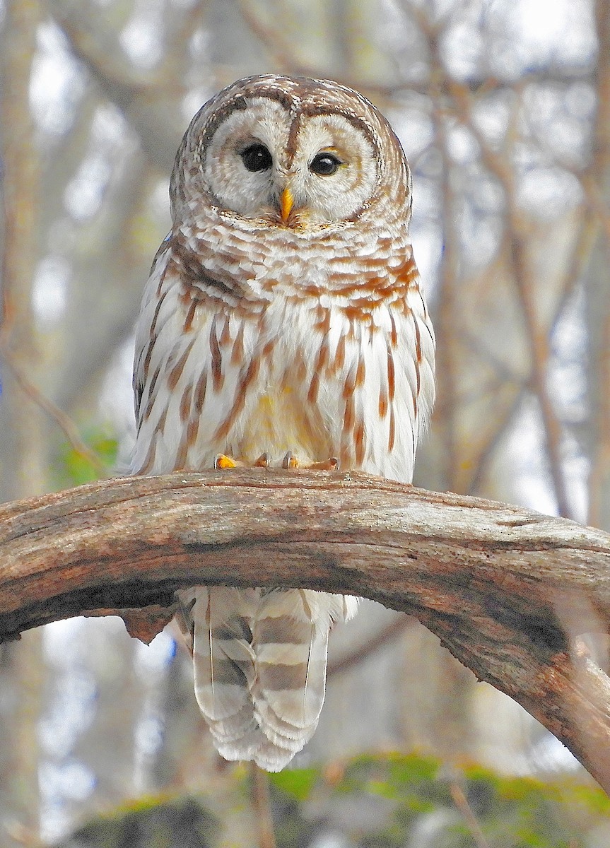 Barred Owl - ML139186381
