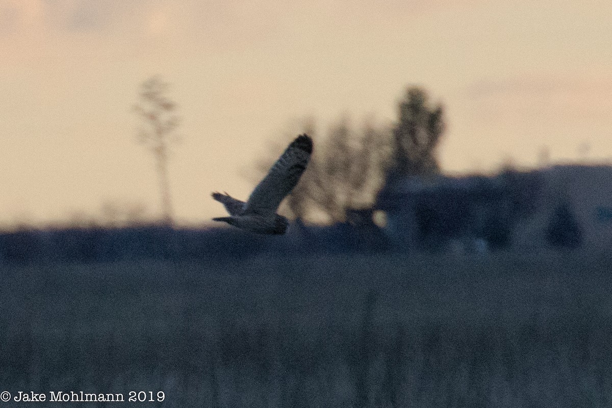 Short-eared Owl - ML139186991