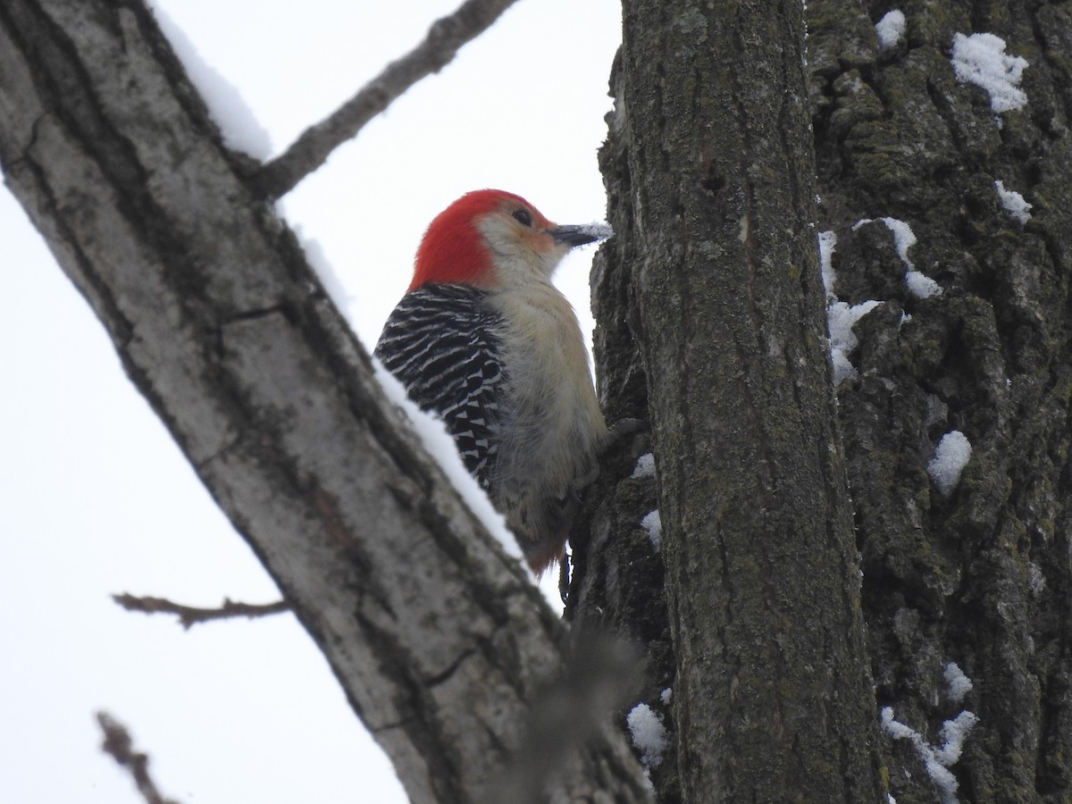 Red-bellied Woodpecker - ML139189271