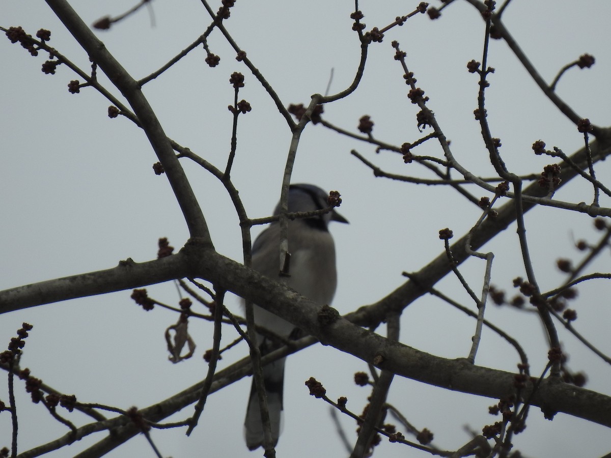 Blue Jay - ML139189551