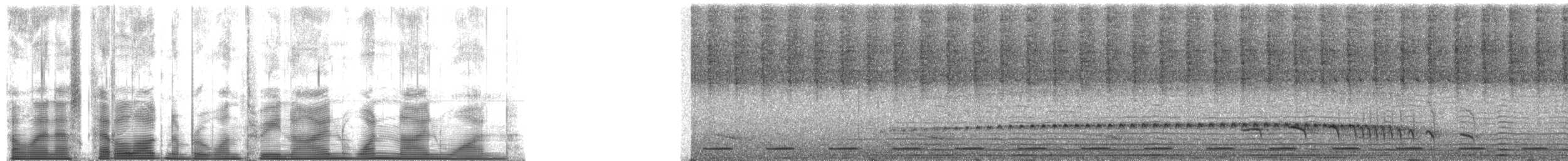 Batará Goteado - ML139191