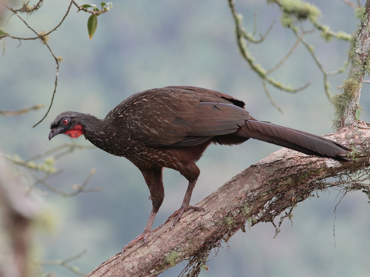 Dusky-legged Guan - Alex Mesquita / Cariama Ecotur