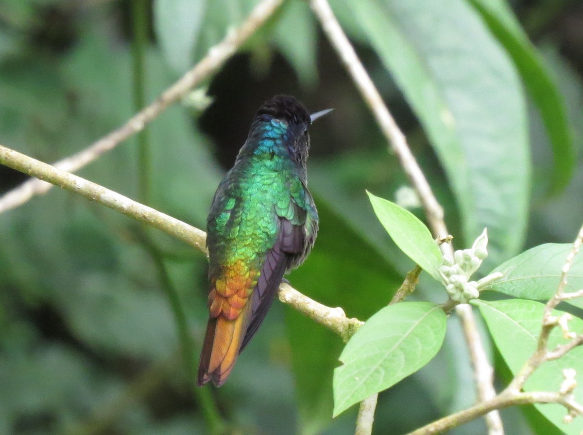 Golden-tailed Sapphire - Todd Deininger