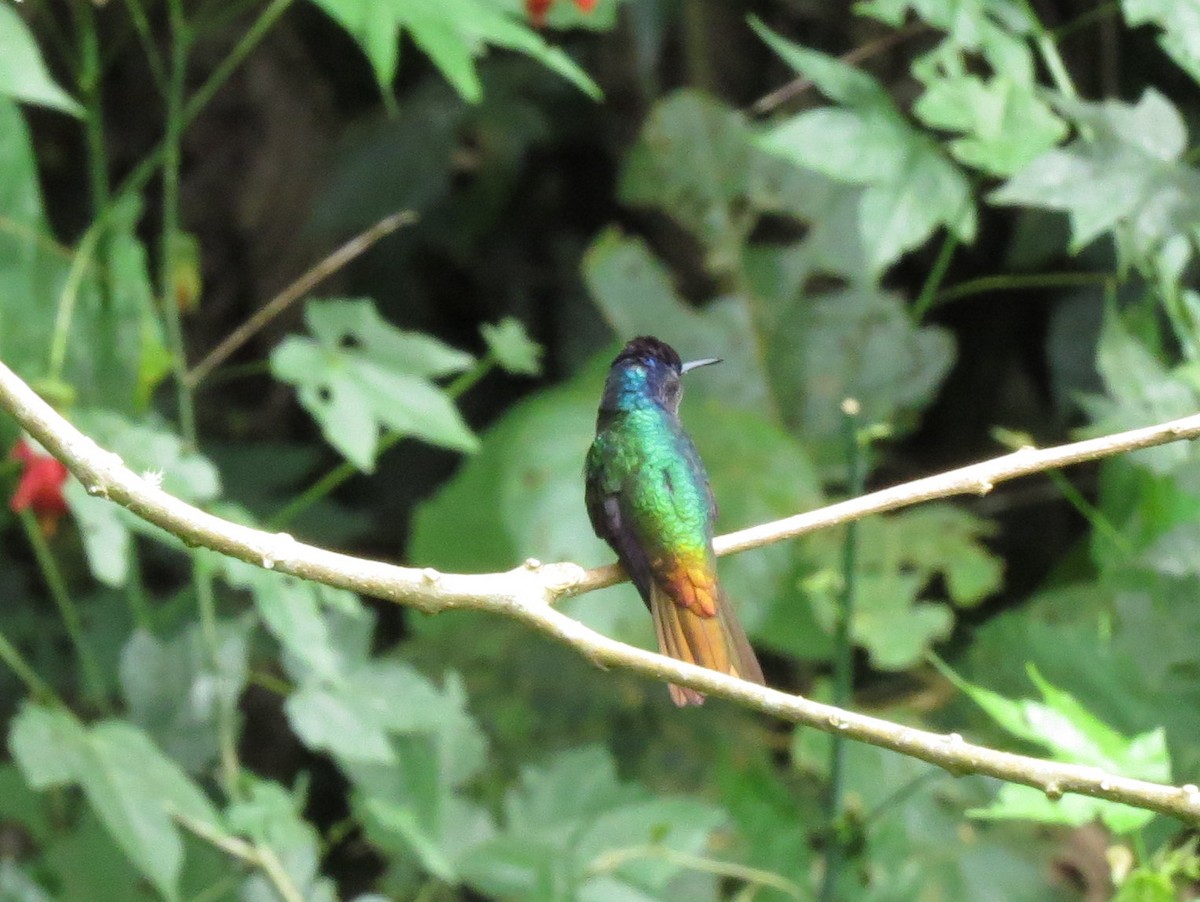 Golden-tailed Sapphire - Todd Deininger