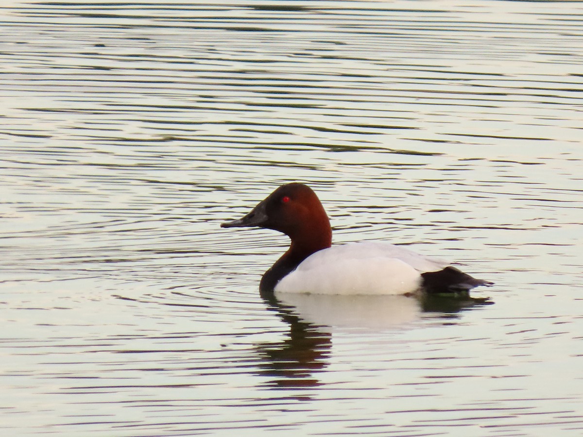 Canvasback - David Cooney Jr