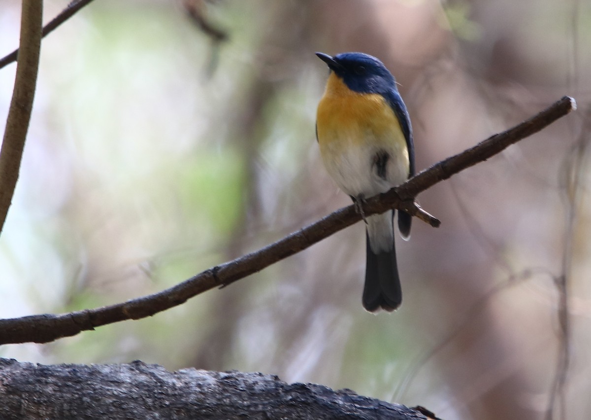 Tickell's Blue Flycatcher - Bhaarat Vyas