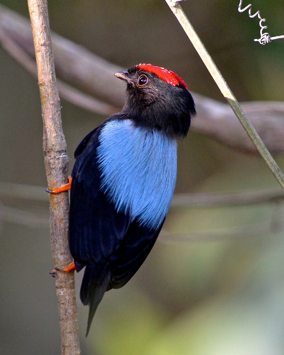 Lance-tailed Manakin - Gerald Friesen