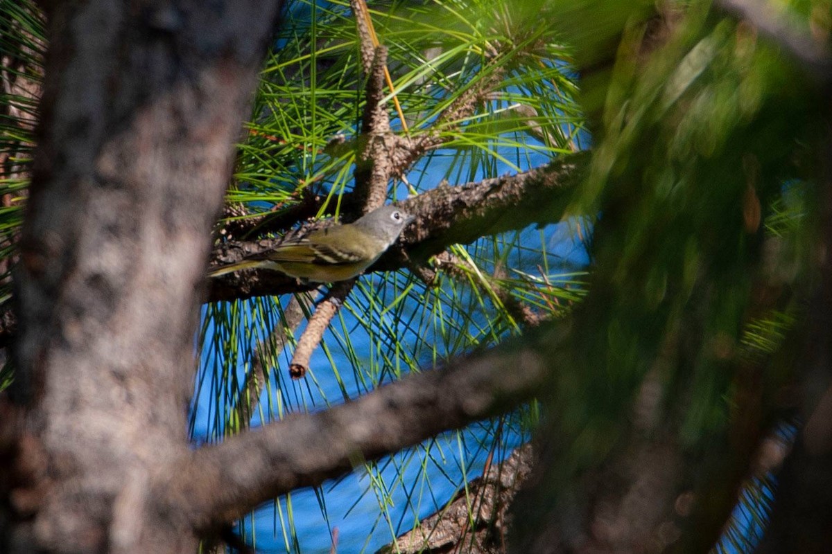 Blue-headed Vireo - ML139196451