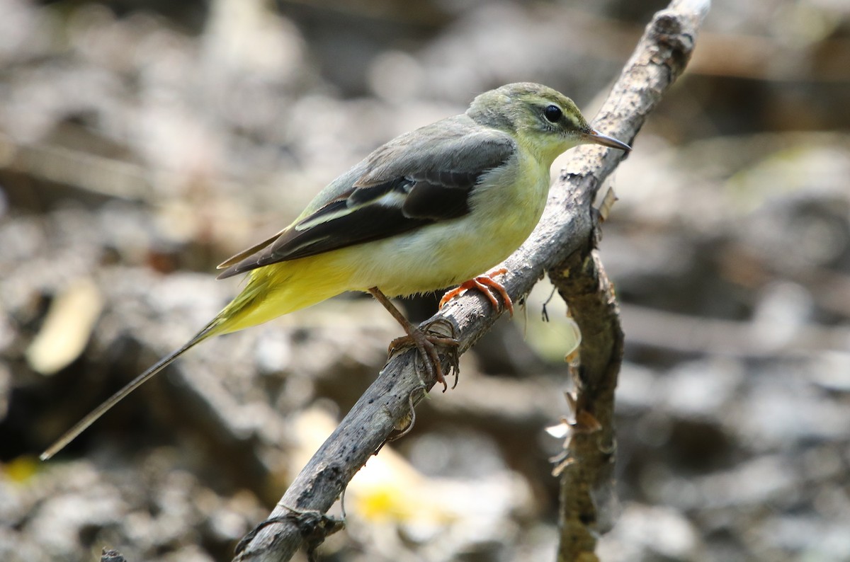 Gray Wagtail - ML139196631