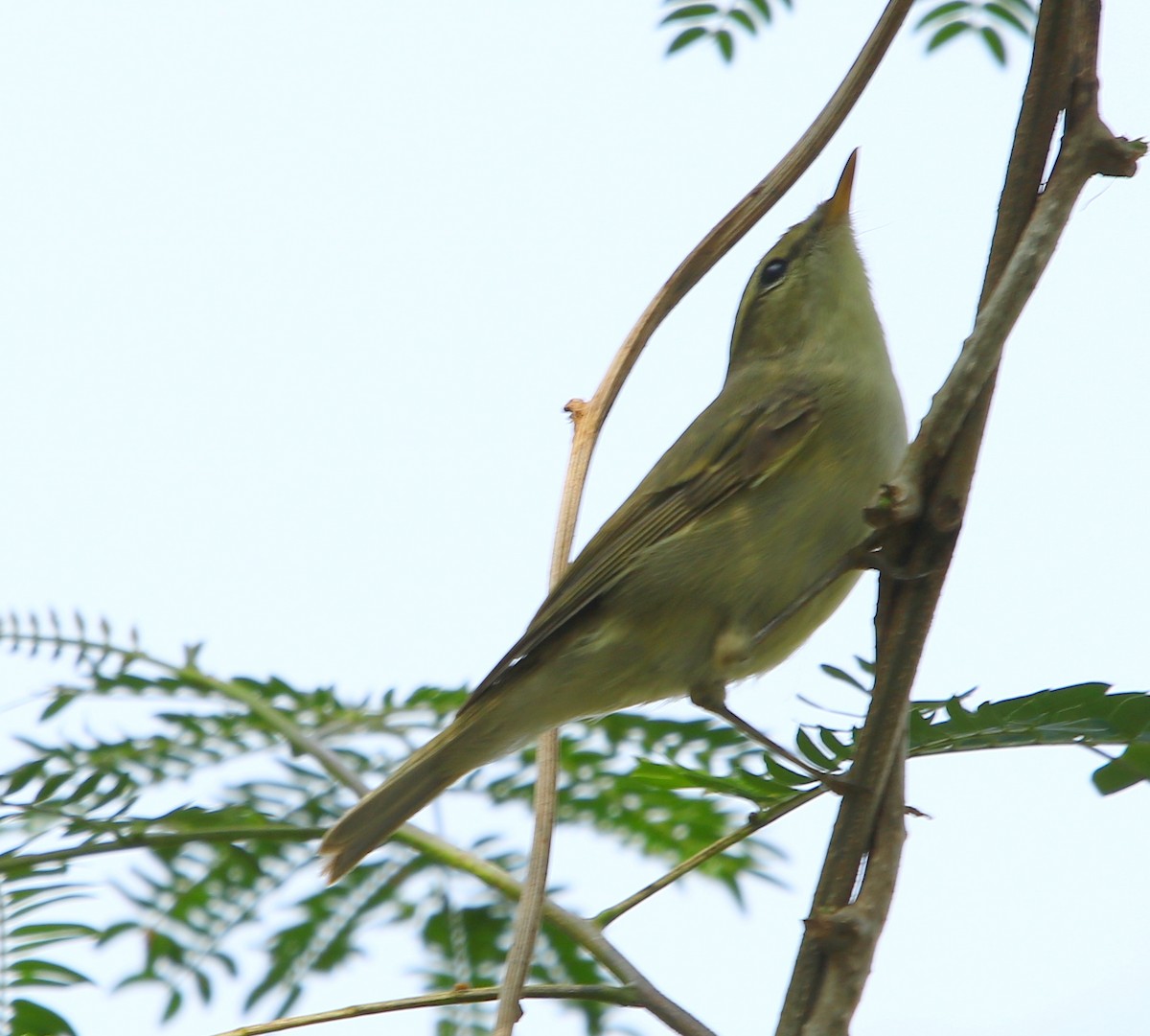 Mosquitero del Cáucaso - ML139198531