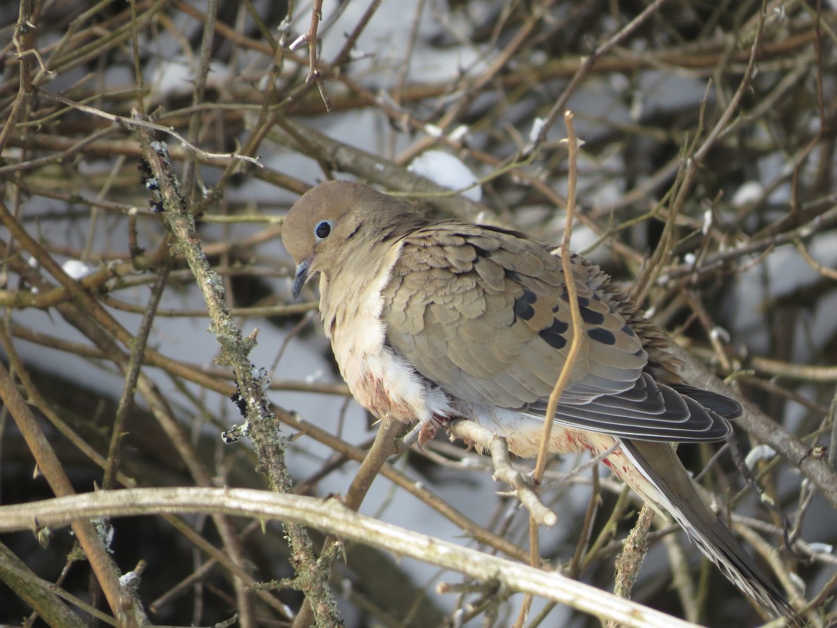 Mourning Dove - Ethan Maynard