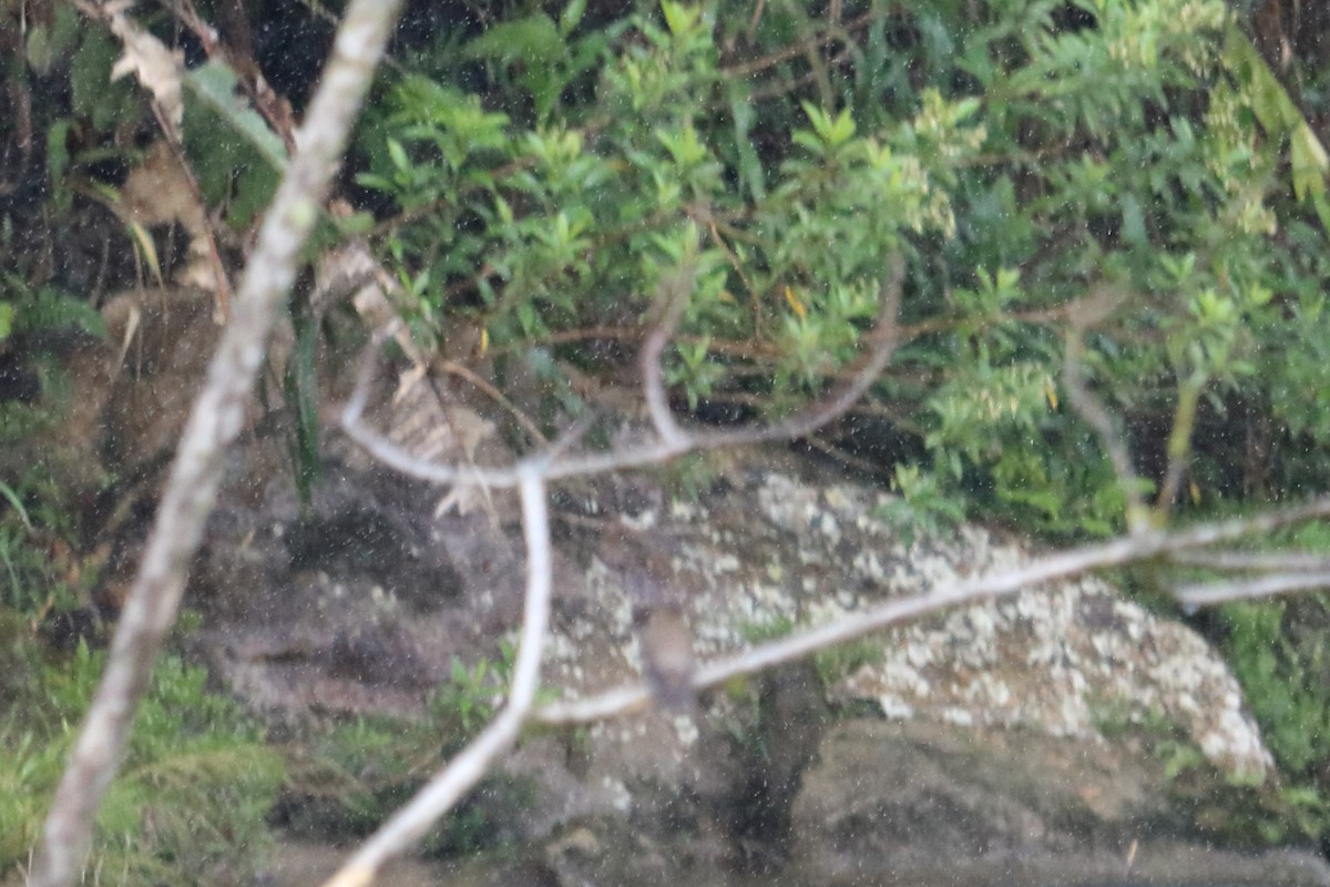 passerine sp. - Alta Tanner