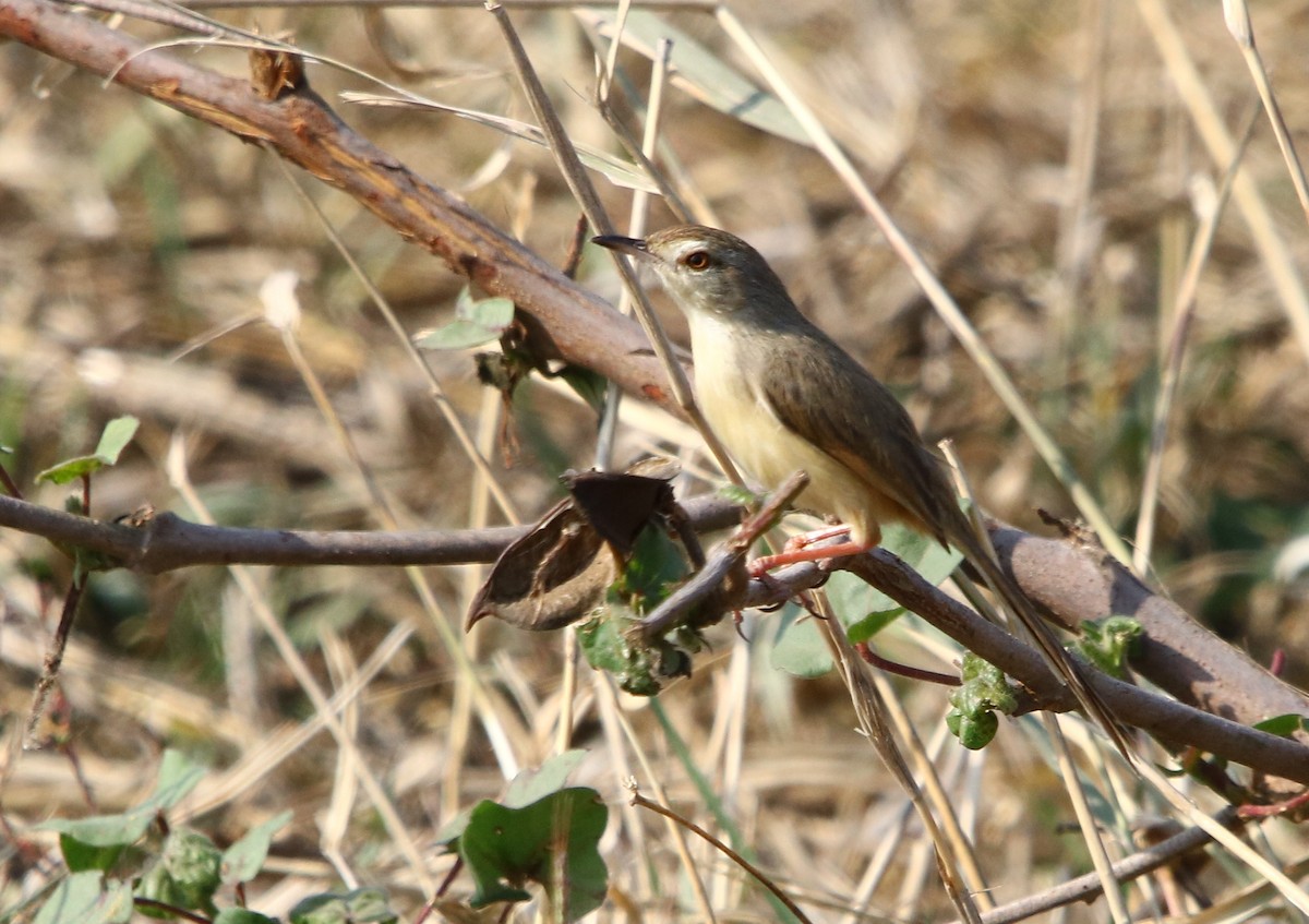 Jungle Prinia - Bhaarat Vyas