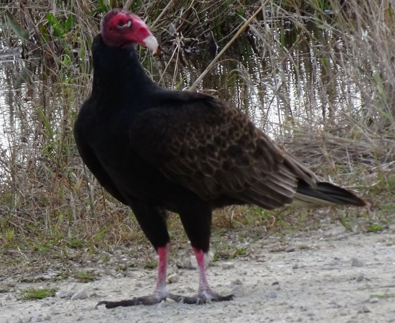 Turkey Vulture - ML139200471