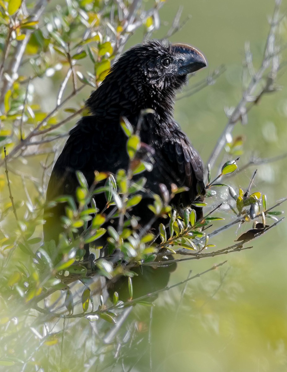 Smooth-billed Ani - ML139200571