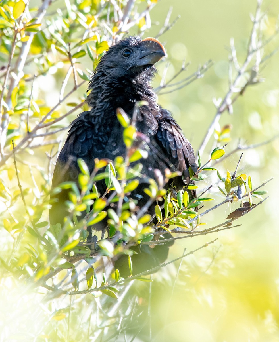 Smooth-billed Ani - ML139200591