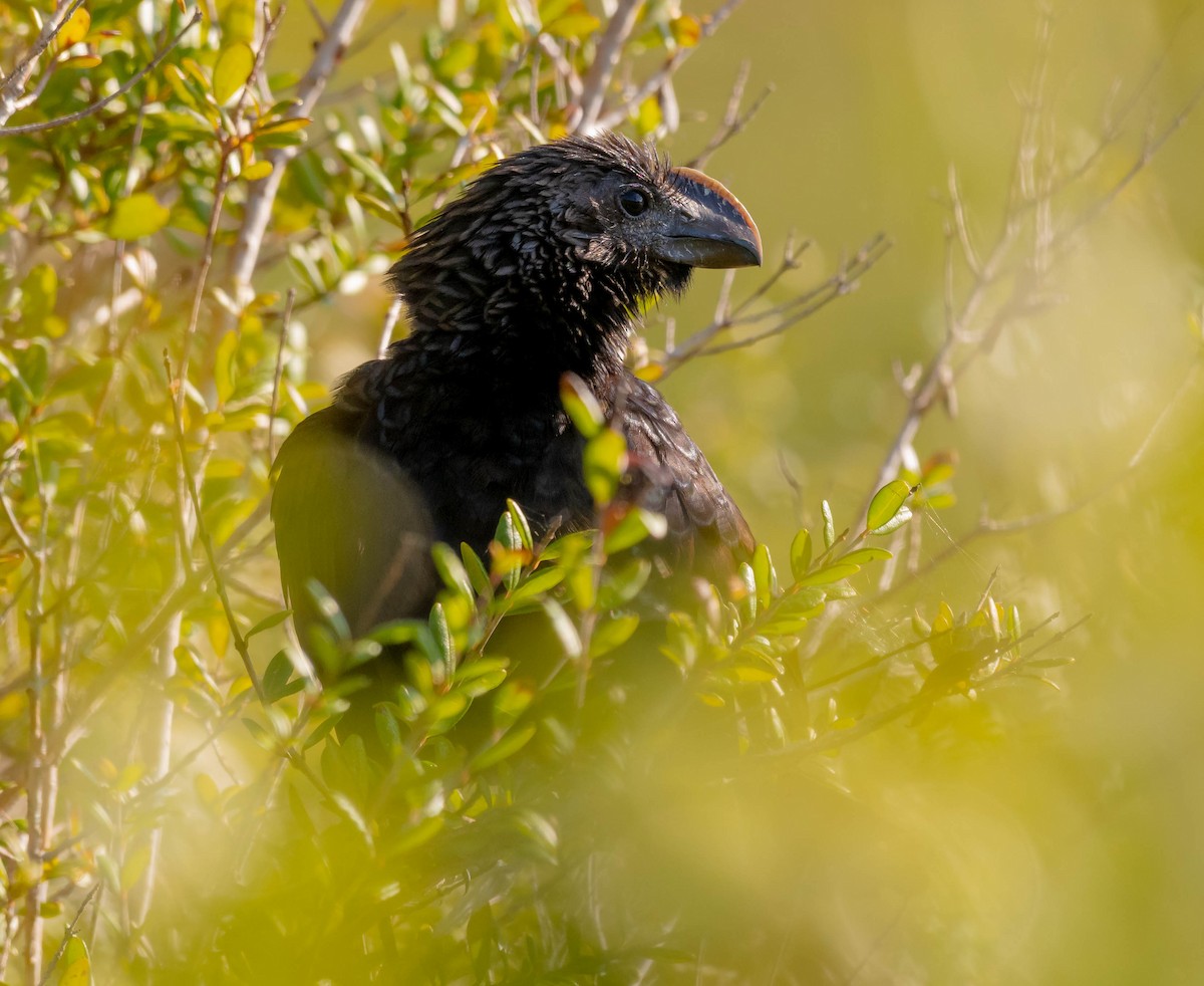 Smooth-billed Ani - ML139200601