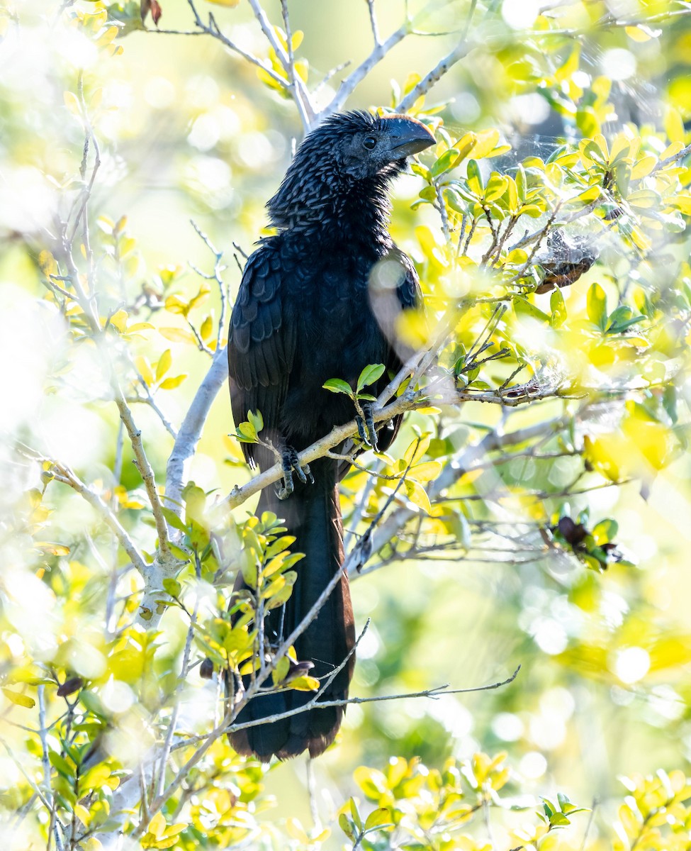 Smooth-billed Ani - David Hall