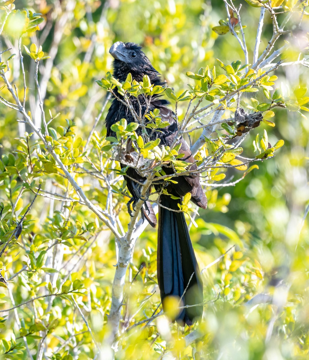 Smooth-billed Ani - ML139200631