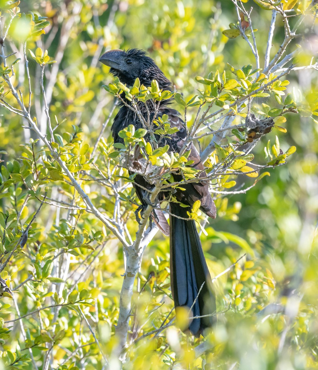 Smooth-billed Ani - ML139200641