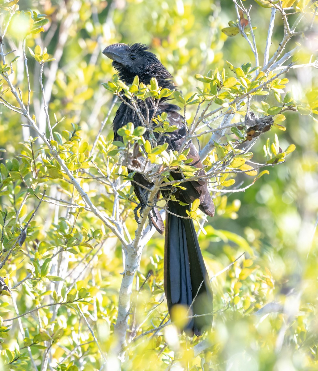 Smooth-billed Ani - ML139200651