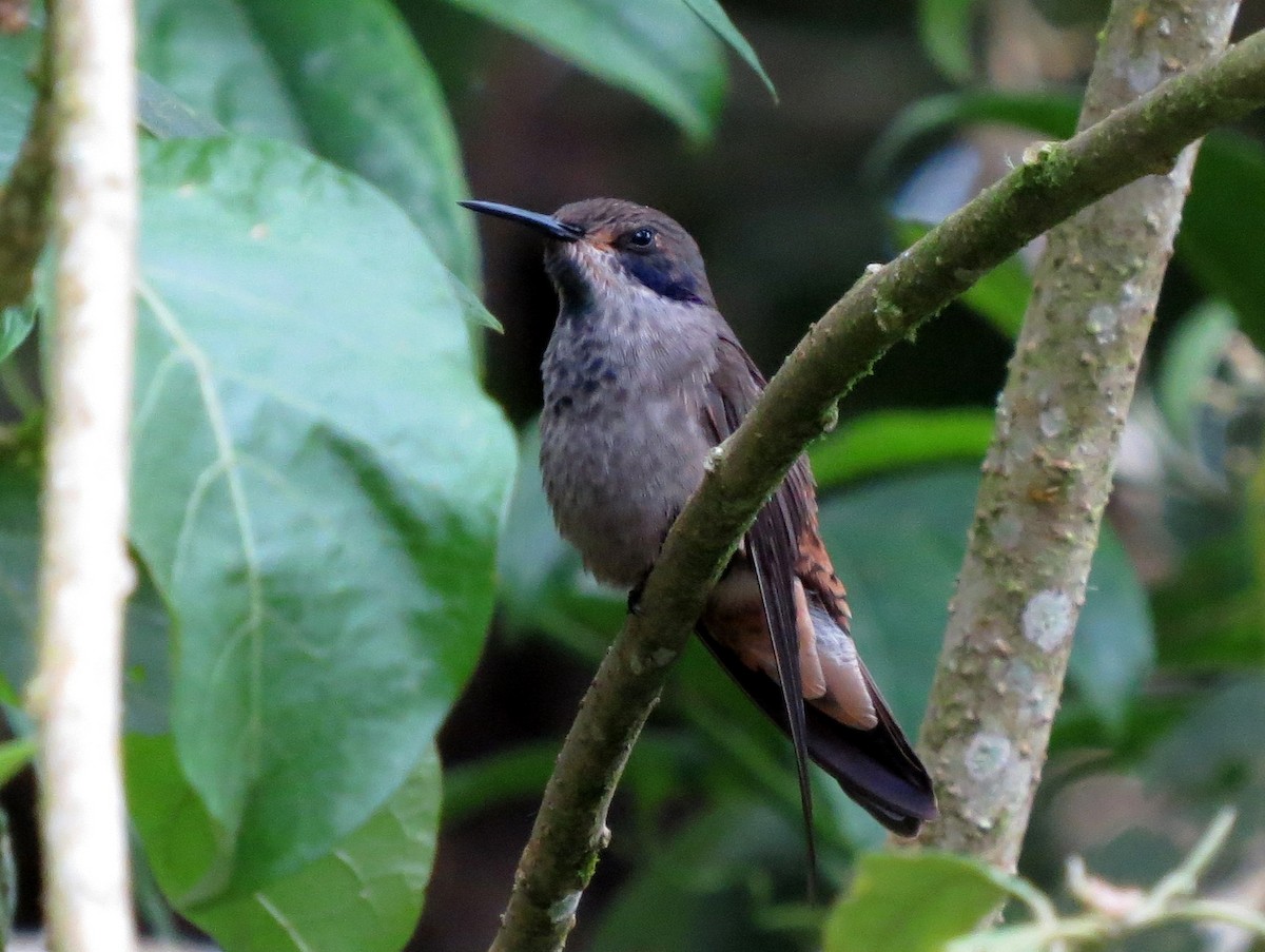 Brown Violetear - ML139201291