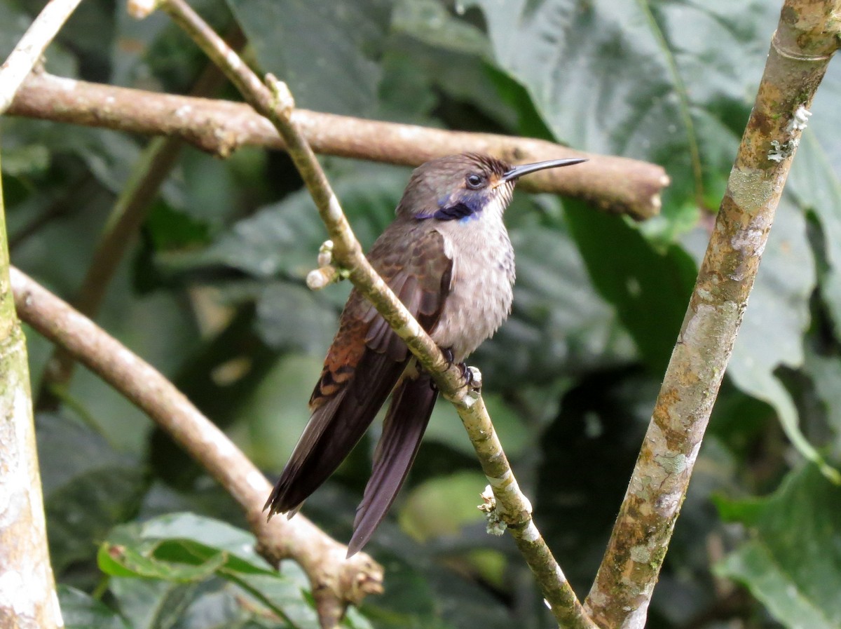 Brown Violetear - ML139201331