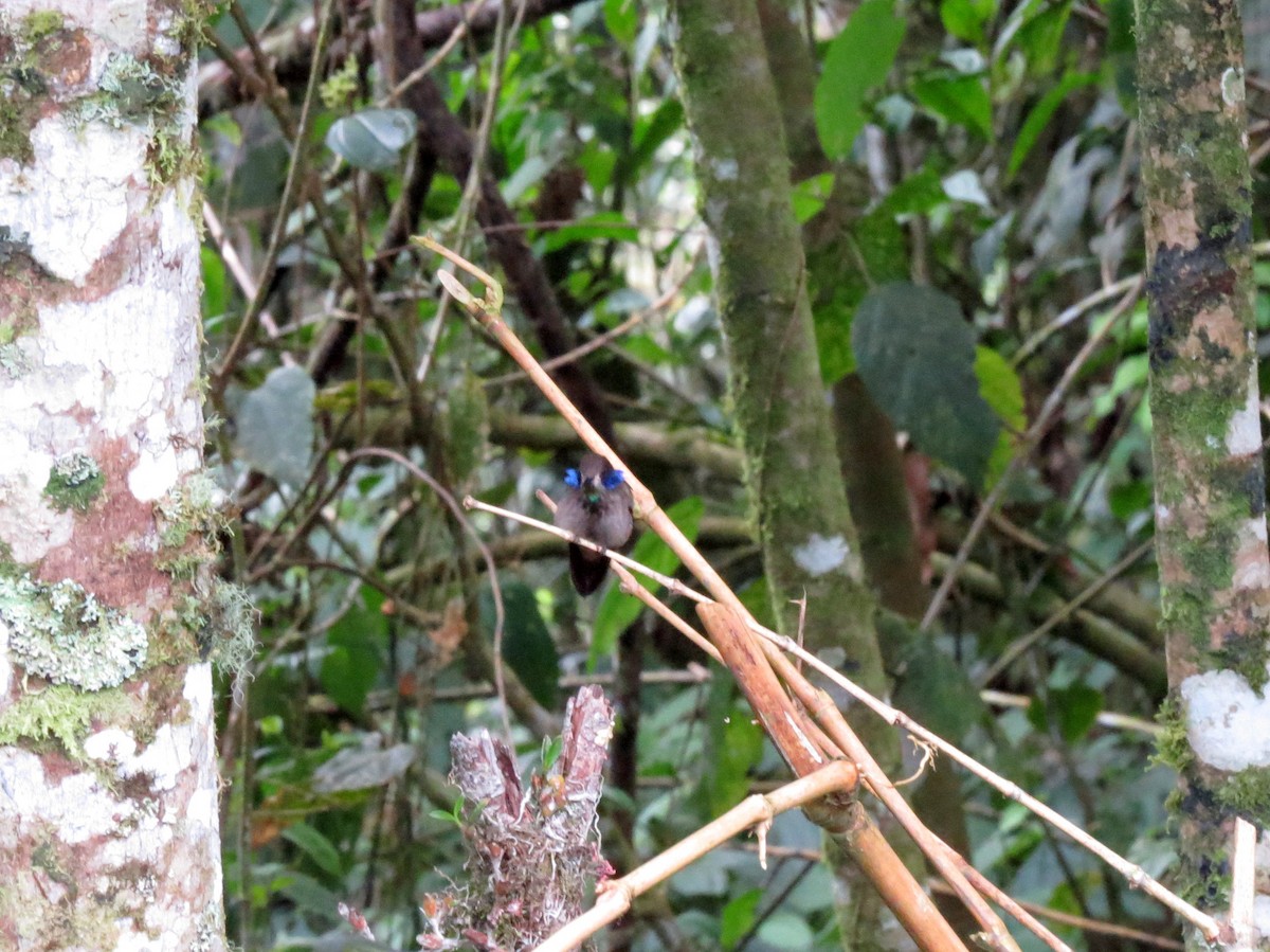 Brown Violetear - ML139201351