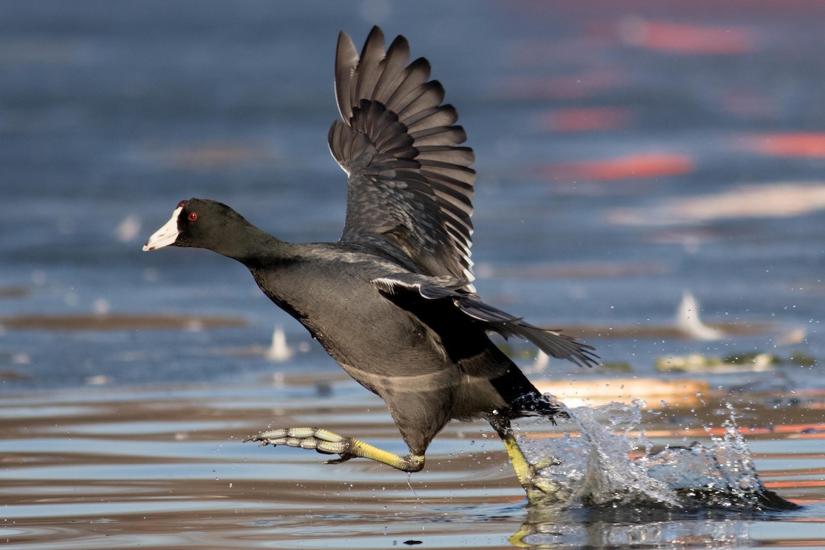 American Coot - ML139201501