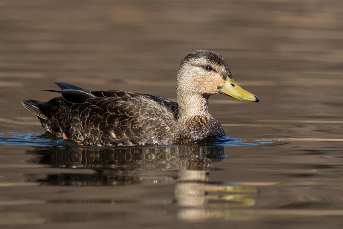 American Black Duck - ML139201721