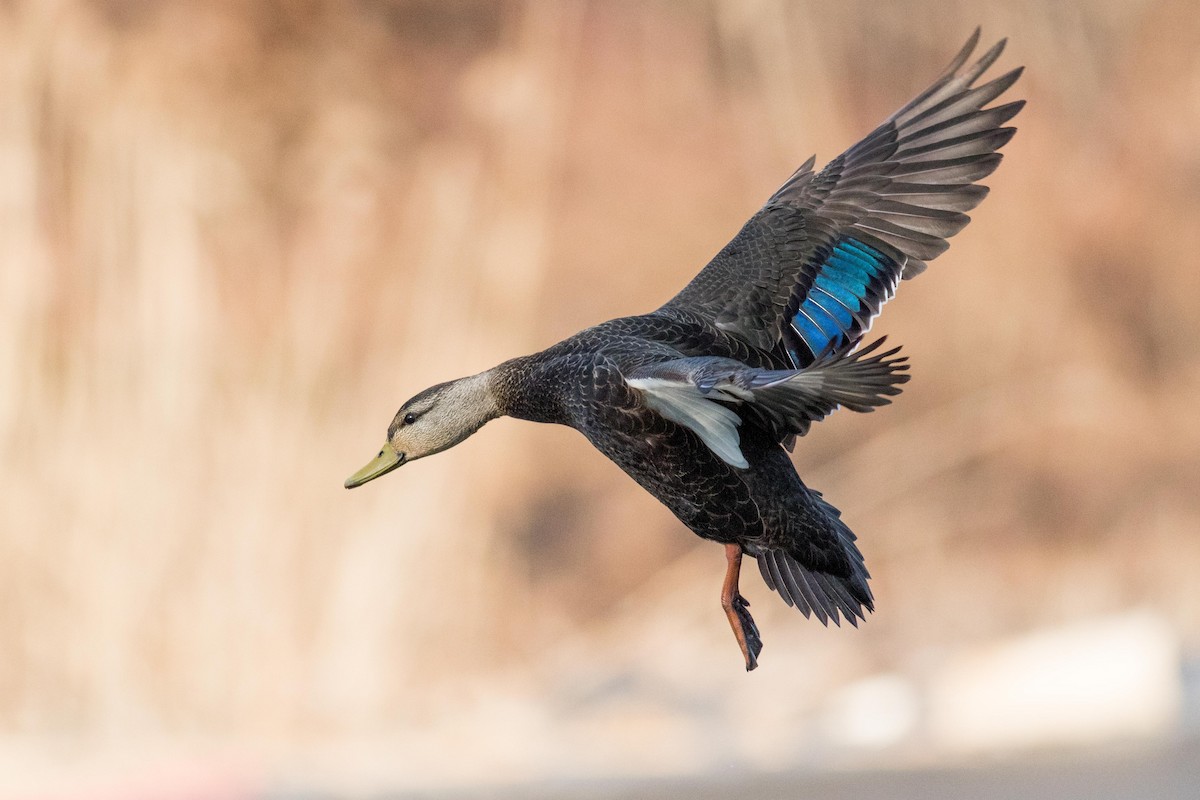 American Black Duck - ML139201741