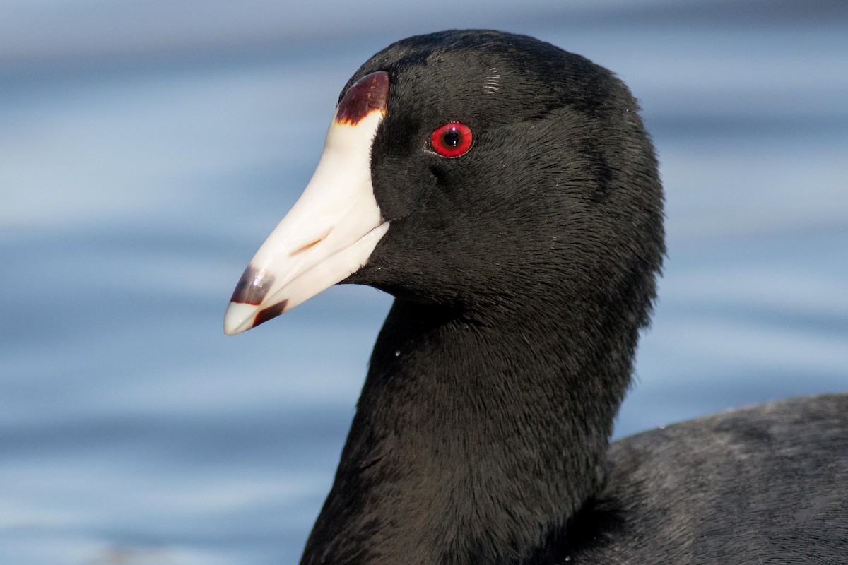 American Coot - ML139203131