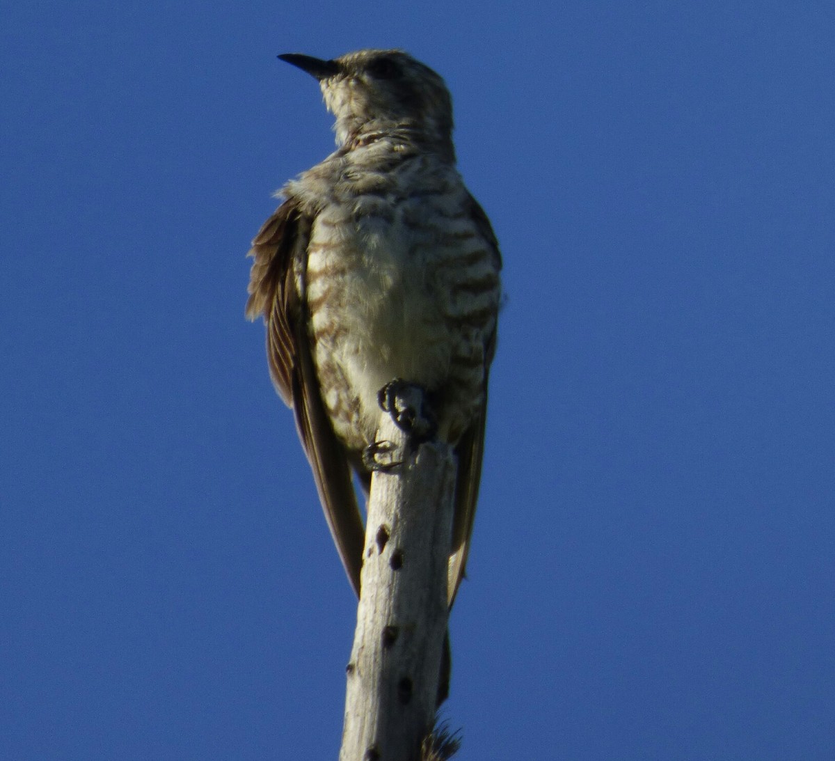 Horsfield's Bronze-Cuckoo - ML139204291