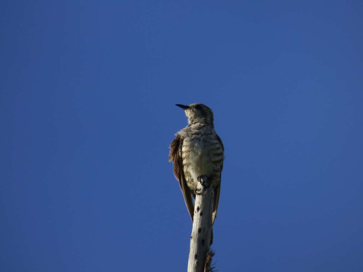 Horsfield's Bronze-Cuckoo - ML139204471