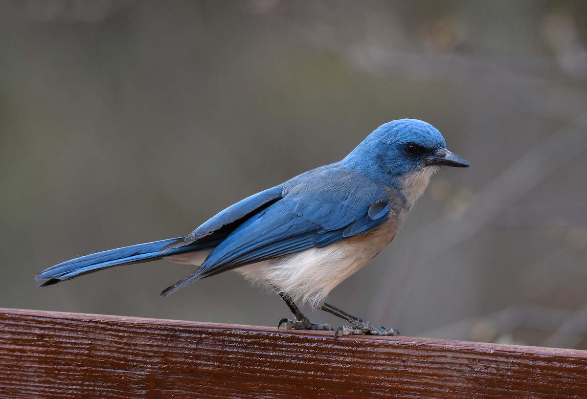 Mexican Jay - Mauricio López