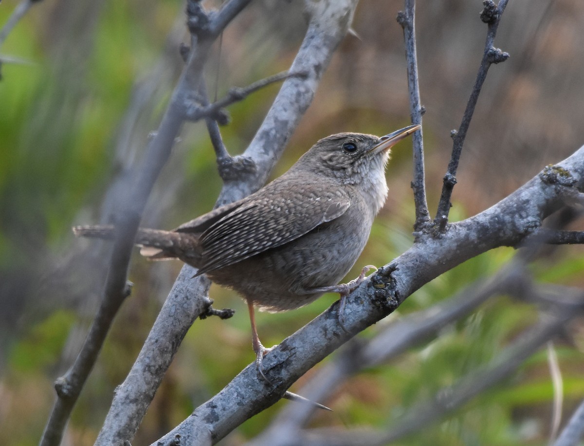 House Wren - ML139205051