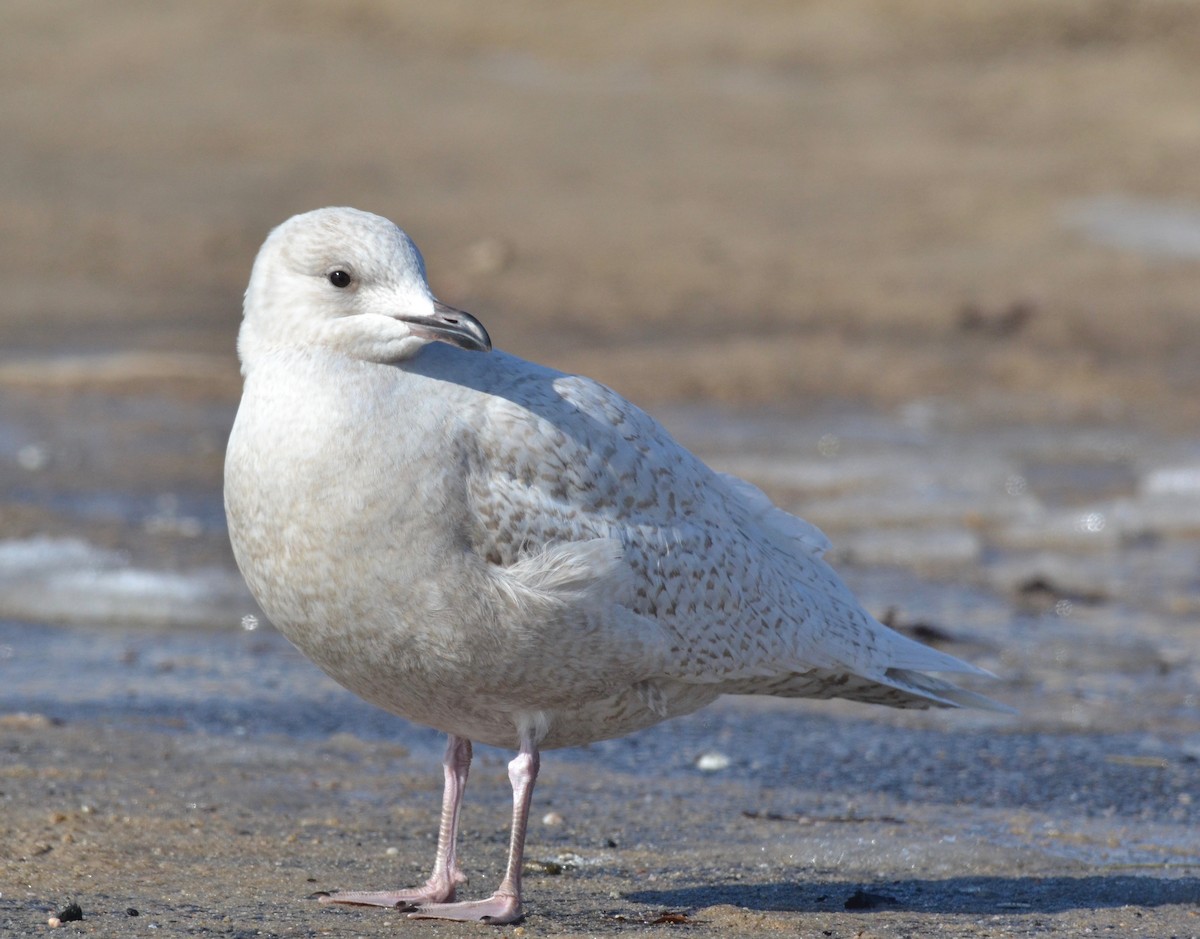 Iceland Gull - Peter Paul