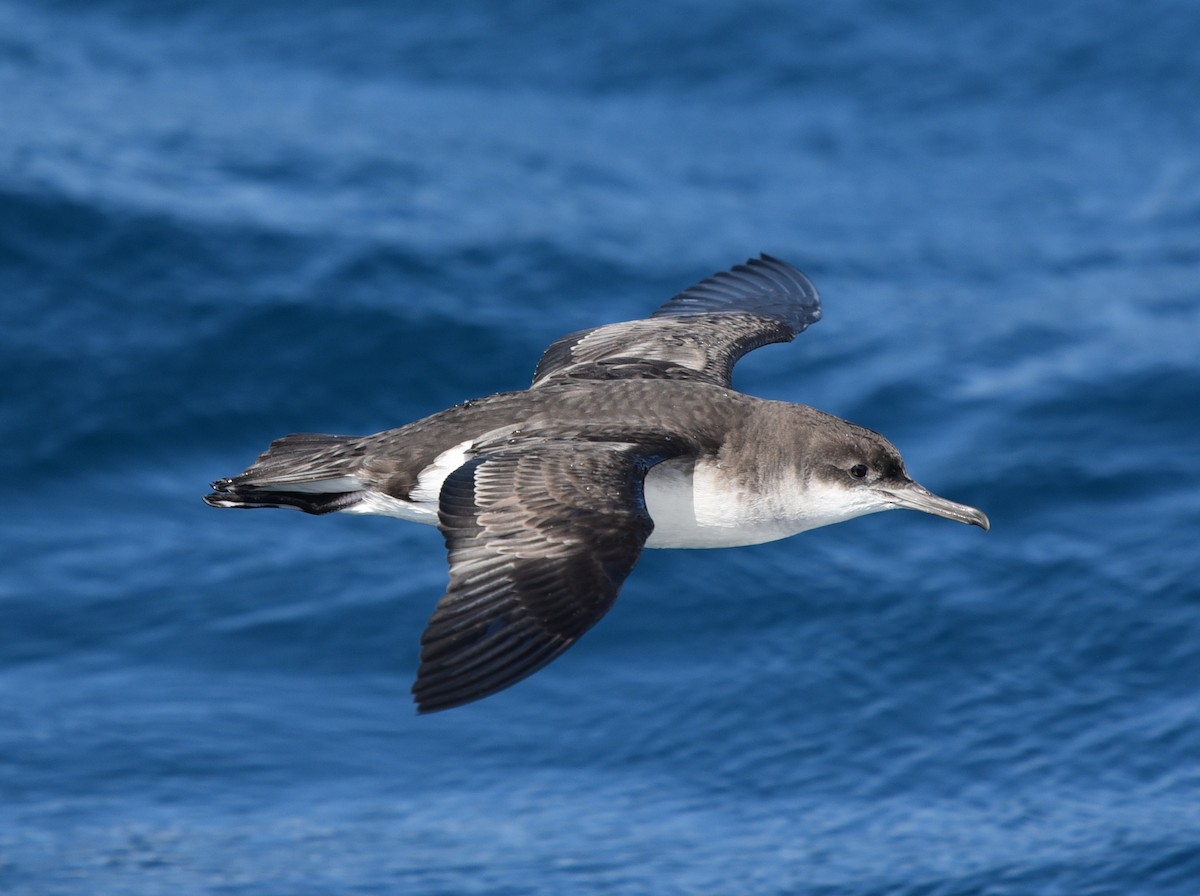 Fluttering Shearwater - ML139206771