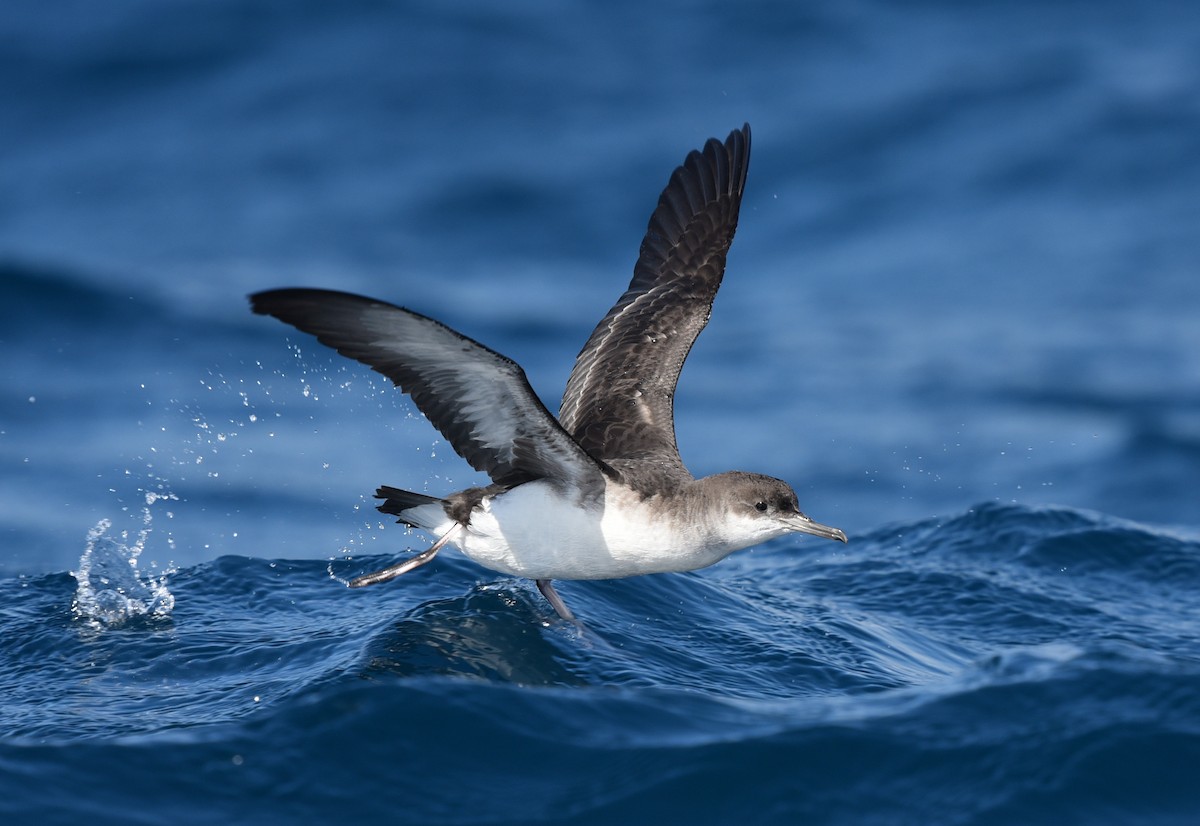 Fluttering Shearwater - ML139206871