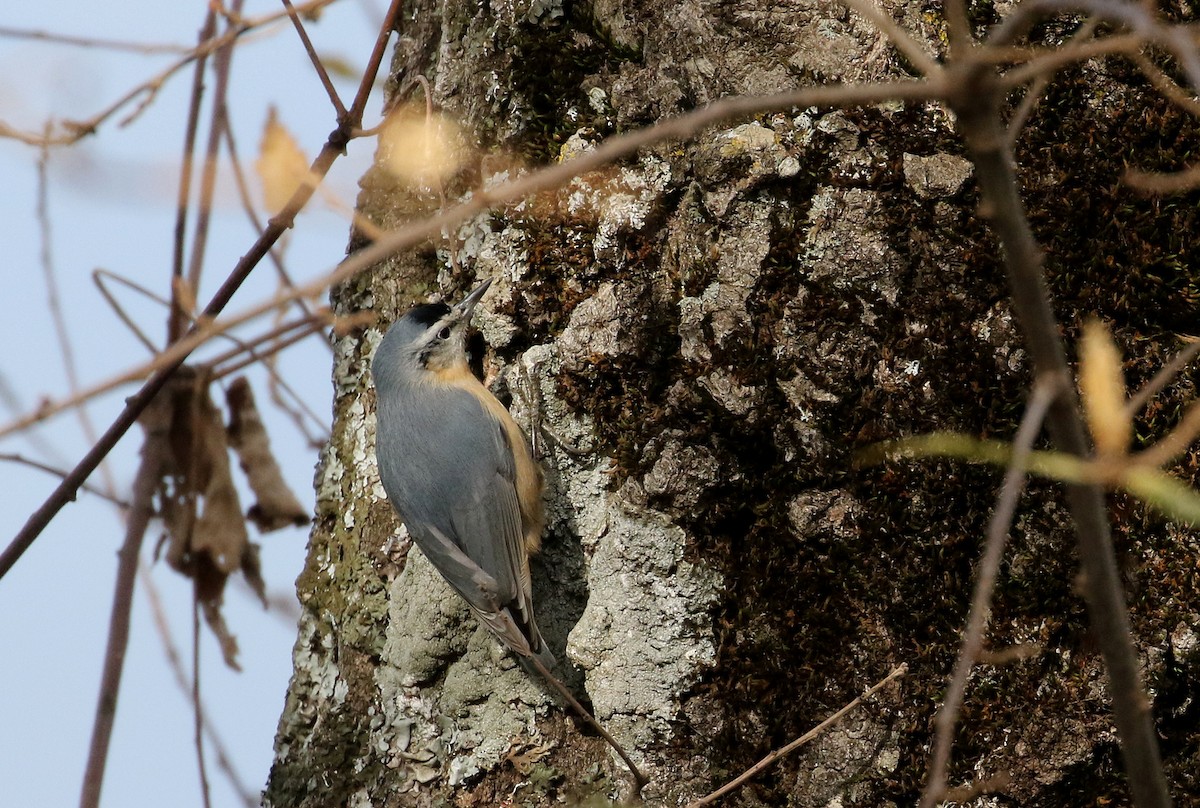 Algerian Nuthatch - ML139208051