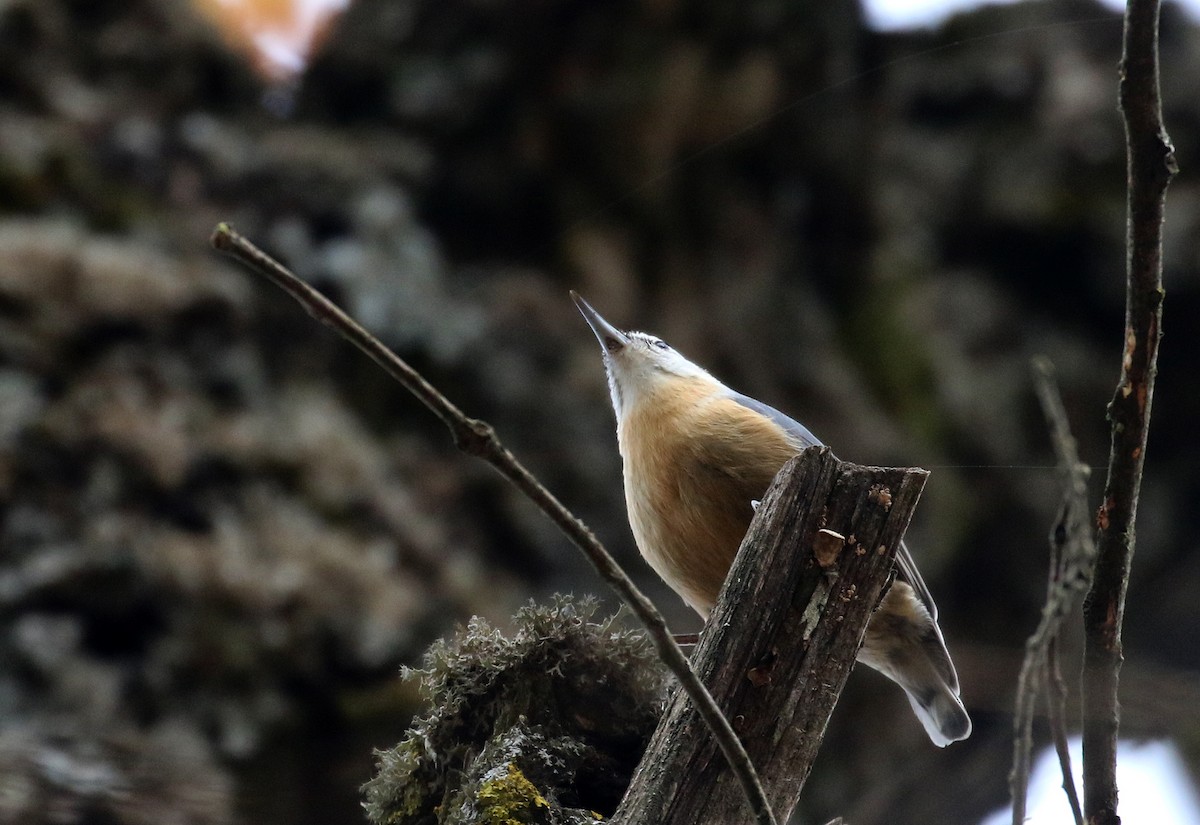 Algerian Nuthatch - ML139208141