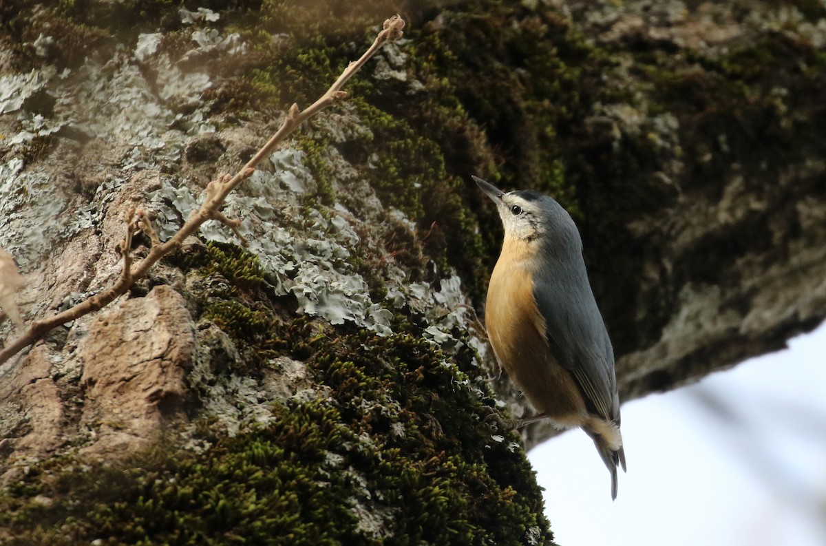 Algerian Nuthatch - ML139208231