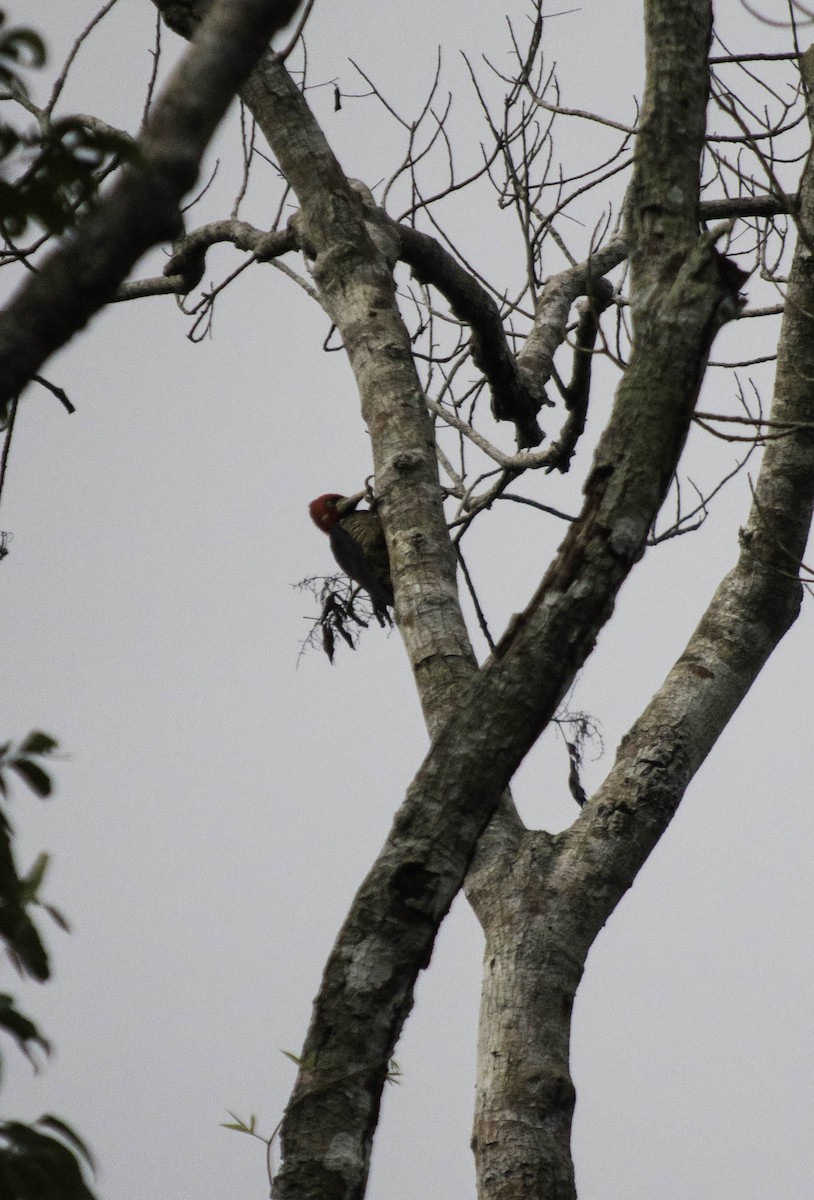 Crimson-crested Woodpecker - Stefano Avilla