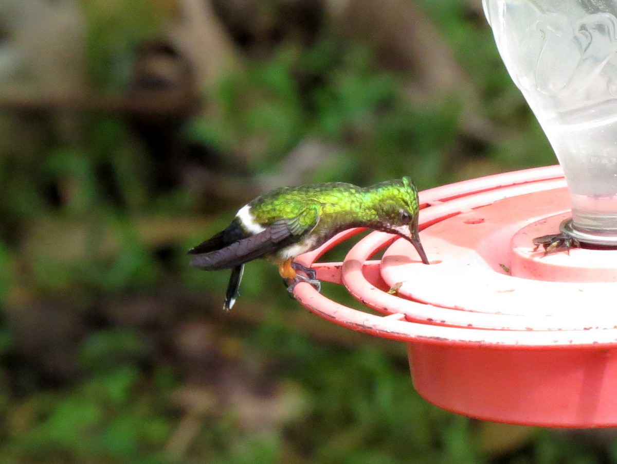 Wire-crested Thorntail - ML139213351