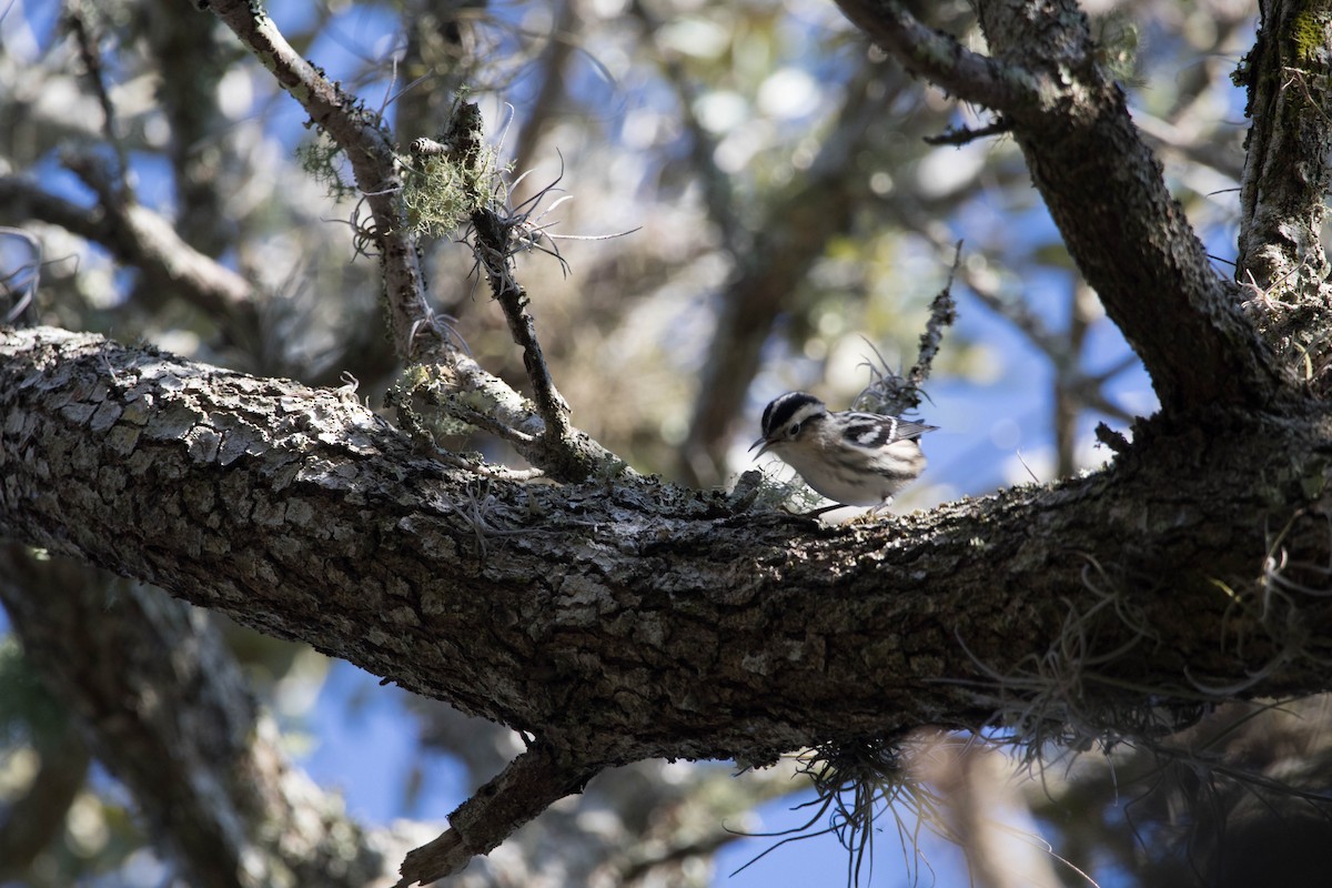 Black-and-white Warbler - Pam Koepf